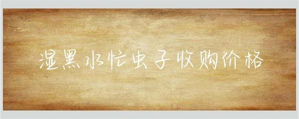 湿黑水忙虫子收购价格解析与市场趋势