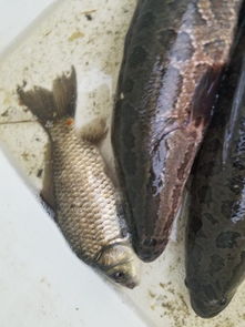 从鱼塘到餐桌的起点 我在江苏老家收购水产品的日常与感悟