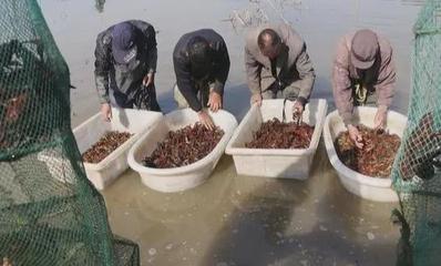 水产品价格过山车 养殖户遇“寒冬”，消费者叹“吃不起”