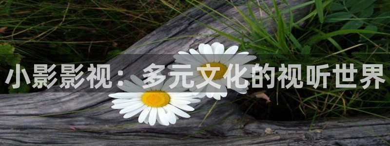 小影影视：多元文化的视听世界