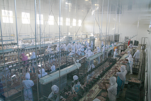 黑龙江大森林食品集团 绿色食品的生态生产基地